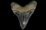 Serrated, Fossil Megalodon Tooth - Great Tip #84154-1